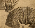 Thumbnail of Millstones Discovered, 1933