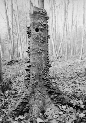 Old stump and woodpecker's hole, Corner Spring Woods