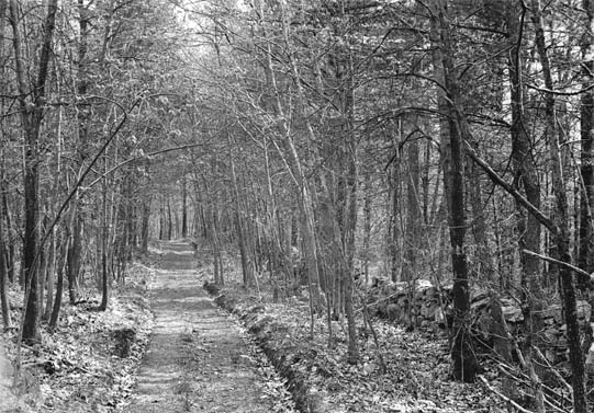 Road through woods, back of Farmer's