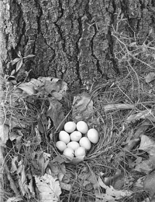 Partridge nest at foot of pine near Brister's Spring