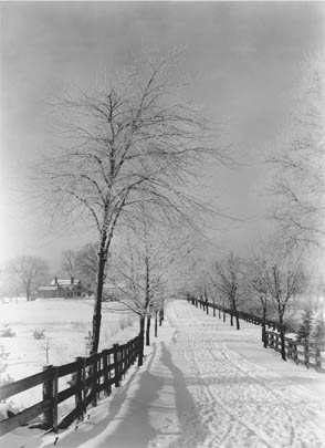 Hoar frost on trees and fence rails, road near Baker's Bridge