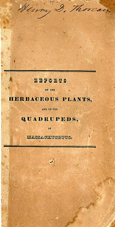 herbaceous plants