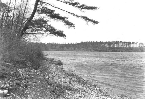 Herbert Wendell Gleason. Stony shore of Walden Pond,--south shore, leaning pine