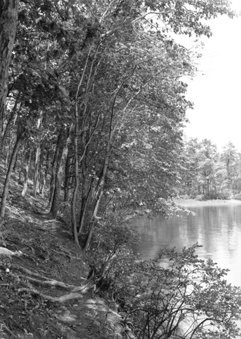 Herbert Wendell Gleason.  Indian path by Thoreau’s Cove, Walden Pond