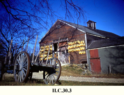 Barn with corn, Sudbury, MA