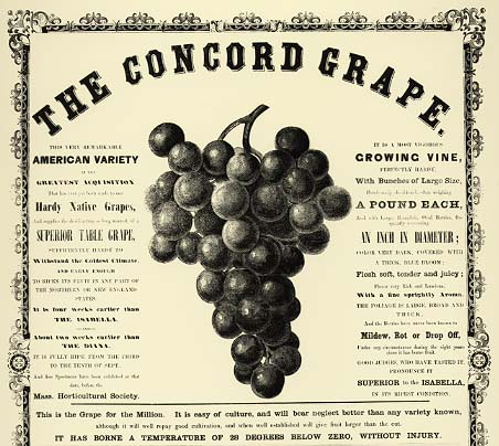 Broadside, Concord Grape.