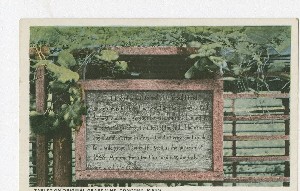Tablet on Original Grape 
	Vine, Concord, Mass.; early 20th century