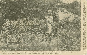 [Will Bradley and Ephraim 
	Bull observe the parent vine of the Concord Grapes in front of Grapevine Cottage]; 1907 (copyright date)