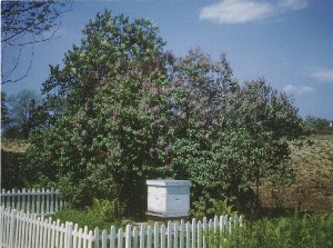Beehive, Frank 
	Wheeler Farm, Nine Acre Corner, Concord, Mass.; late 20th century or 

early 21st century