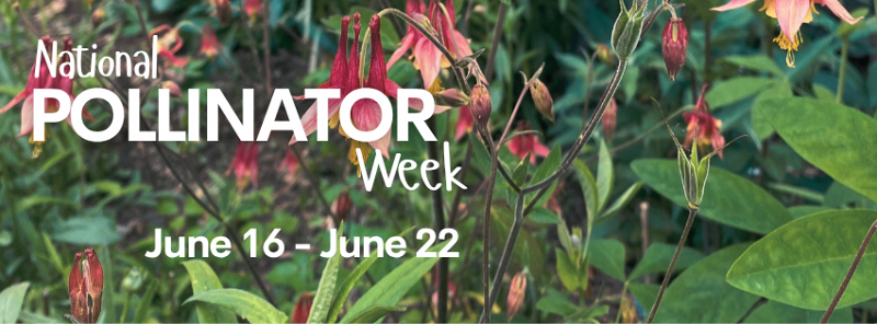 Celebrate National Pollinator Week thumbnail Photo