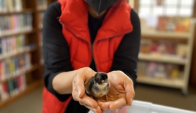 a baby chick in the hands of a staff person banner
