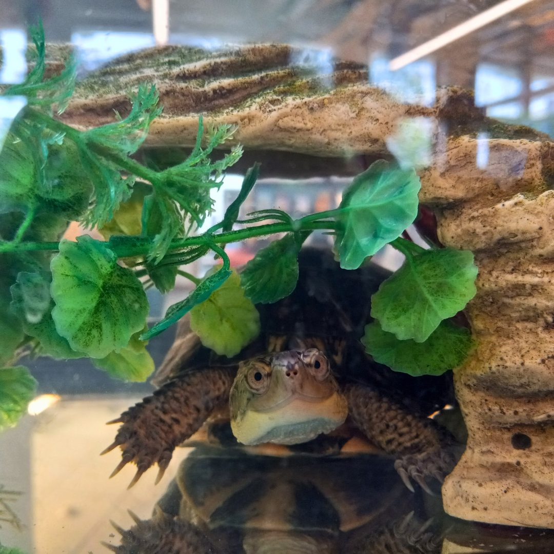a Blanding's turtle in the children's library tank