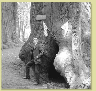 Herbert W. Gleason at foot of 'General Fremont' Redwood, Santa Cruz, Cal., June 1, 1909