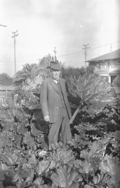 Luther Burbank with stalk of Giant Rhubarb, Santa Rosa, Cal.