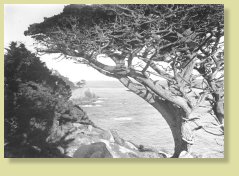 Cypresses, Pt. Lobos