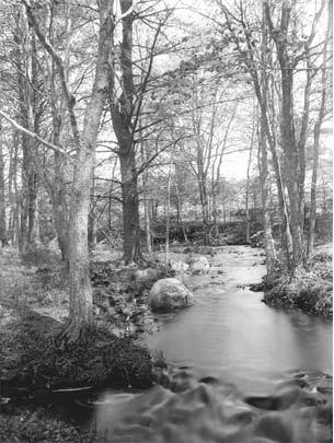 Brook in woods at Barrett's Mill Pond