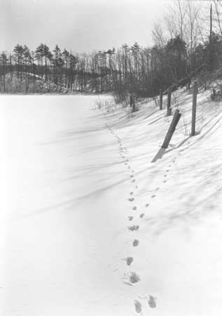 Herbert Wendell Gleason.  Fox tracks along west bank, Walden Pond