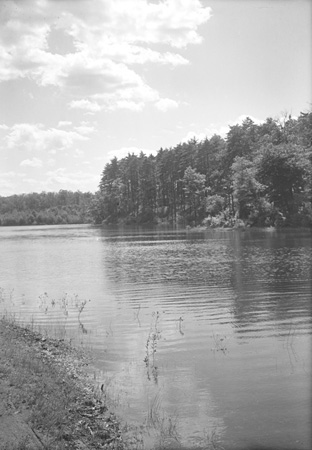 Herbert Wendell Gleason.  Across Thoreau’s Cove toward pines on north shore, Walden Pond