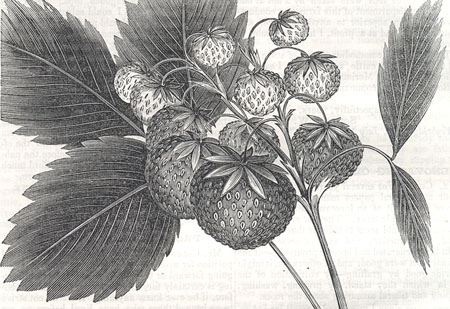 Jenney's Seedling Strawberry,, from New England Farmer, July 19, 1851
