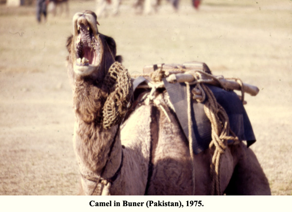Camel in Buner (Pakistan), 1975
