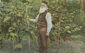 Ephraim W. Bull, originator of the Concord Grape original parent vine, Concord Mass.; early 20th century