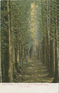Avenue of Pines, next to 
	Battle Ground Entrance, Concord, Mass.; early 20th century