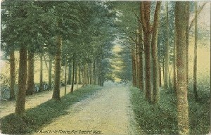 The Pines on the Road to 
	the Minute Man, Concord, Mass.; circa 1907 (postmark date)